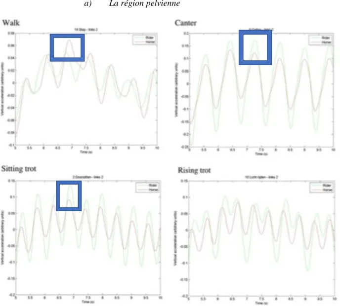 Figure 4: Graphes des accélérations verticales du cavalier et du cheval au pas, trot assis, trot enlevé et  galop (Wolframm et coll., 2013), (Accélérations verticales en ordonnée et temps en abscisse, cavalier  en vert et cheval en rouge)