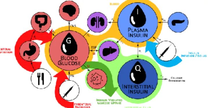 Figure  1  –  Schematic  representation  of  the  glucose-insulin  physiological model defined in Equations (1) – (3)