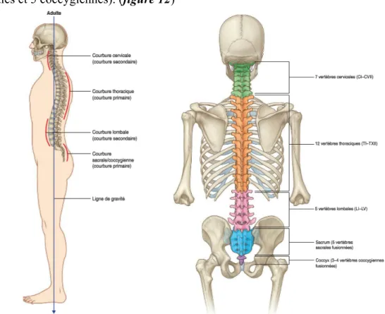 Figure 12 Courbures de la colonne vertébrale et vertèbres 