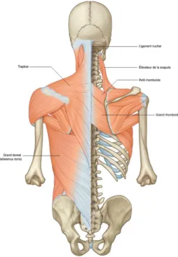 Figure 16 Muscles profonds du dos - groupe épineux Figure 15 Muscles profonds du dos - groupe érecteur 