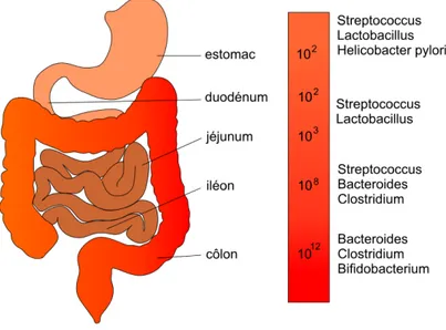 Figure 1 - Répartition des différentes espèces du microbiote intestinal humain 1