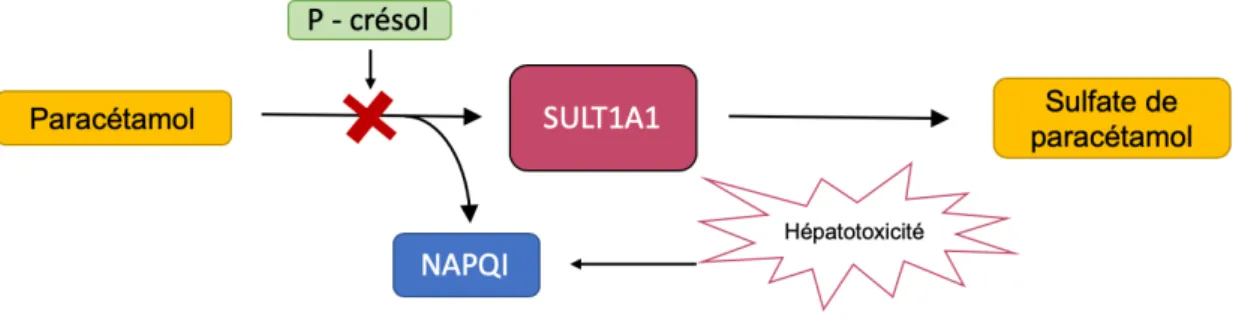 Figure 10 - Schéma de la compétition entre le P-crésol et le paracétamol 