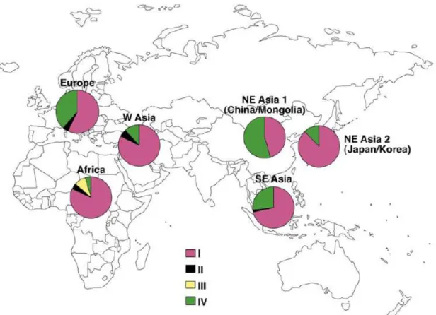 Figure 2 : Distribution des sous-types du virus BK dans le monde [15] 