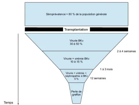 Figure 3 : Evolution de l’infection à virus BK après transplantation rénale [29] 