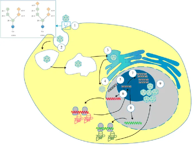 Figure 6 : Le cycle de multiplication du virus BK  [9] 