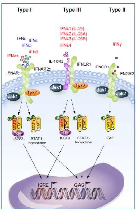 Figure 7 : Voie de signalisation Jak-STAT des interférons de type I, II et III [79]. 