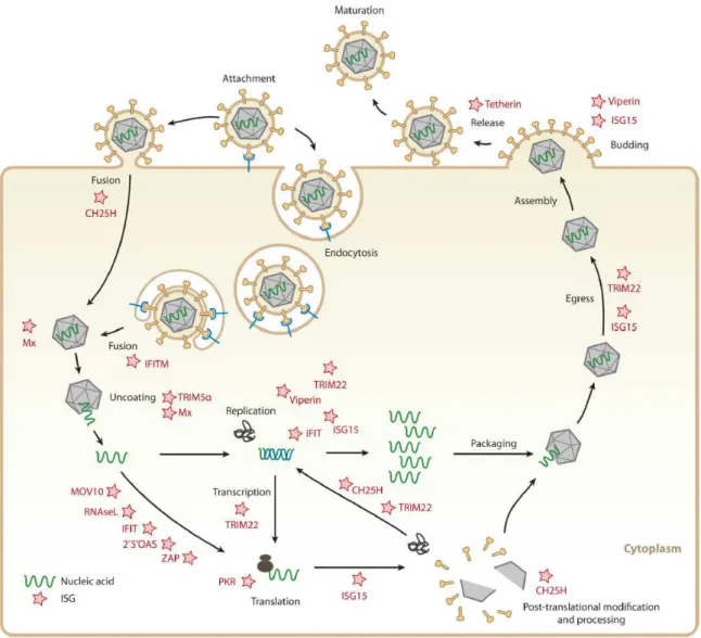 Figure 8 : Cibles de quelques protéines antivirales induites par les IFN au cours du  cycle viral