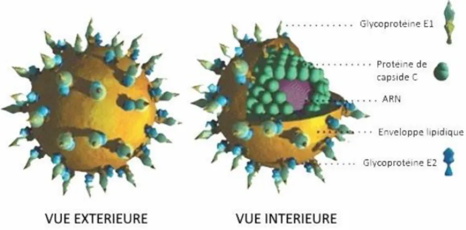 Figure 4 : Structure tridimensionnelle du VHC[33] 