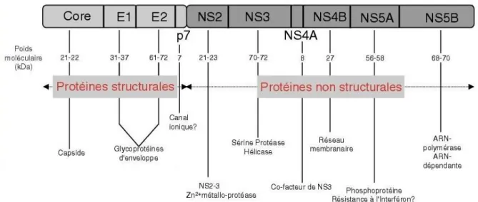 Figure 9 : Organisation protéique du VHC[41] 