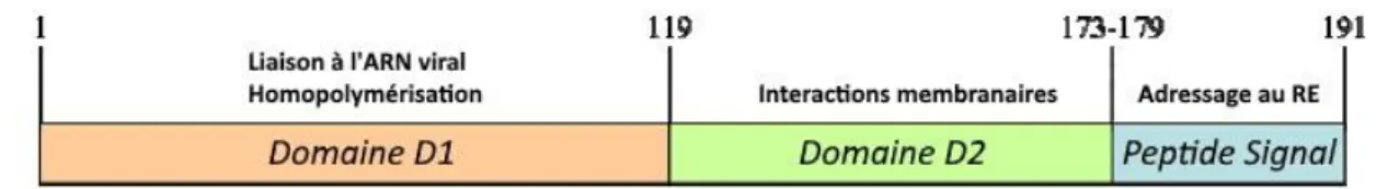 Figure 11 : Schéma des protéines d’enveloppe virales E1 et E2[47] 
