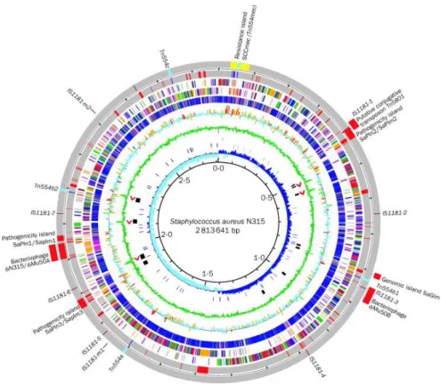 Figure 6 : Représentation circulaire du génome de S. aureus 44