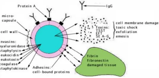 Figure 9 : Toxines, enzymes et protéines de surface responsables de la virulence de S