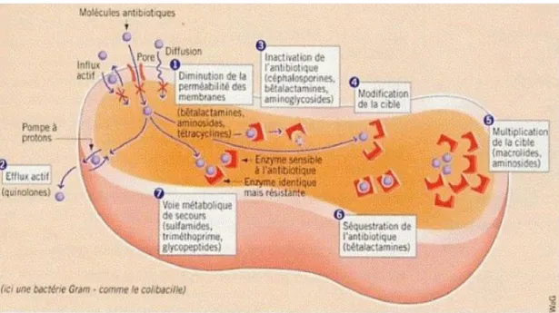 Figure 10 : Mécanismes de résistance bactérienne aux antibiotiques 