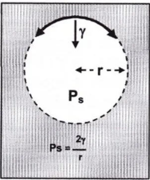 Figure 3: L’équilibre d’une bulle: Loi de Laplace (1) 