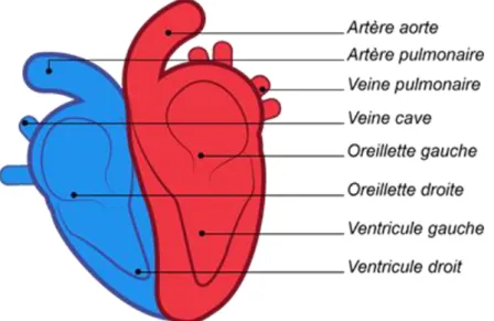Figure 5 : Représentation du cœur (59) 