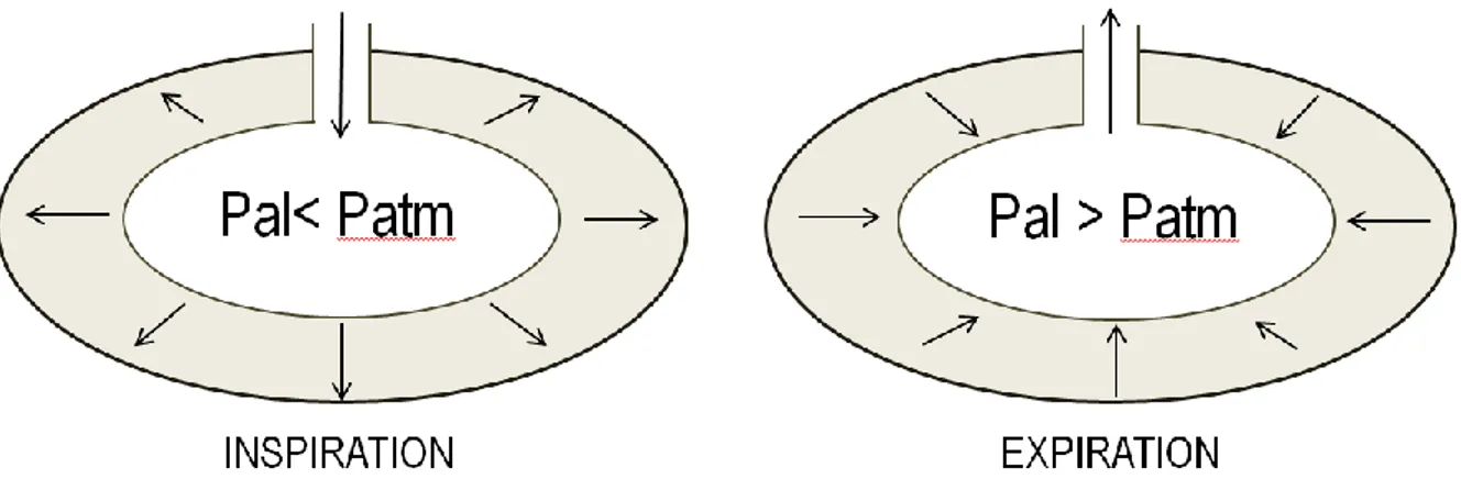 Figure 9 : Représentation schématique de la variation de pression dans l’alvéole lors de l’inspiration  et l’expiration 