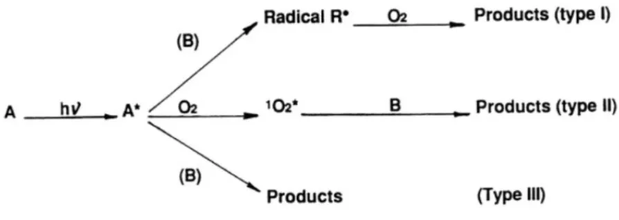 Figure   14   :   Les   réactions   de   photosensibilisation   (43)   