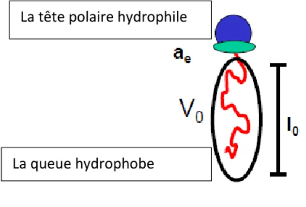 Figure 3. Une molécule de phospholipide.  (6)