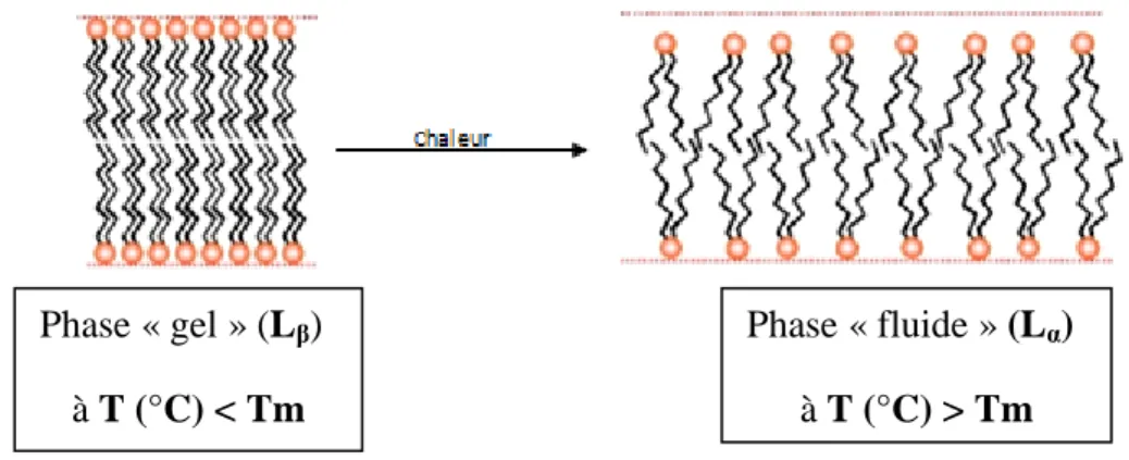 Figure 6. La transition de phase de phospholipides par variation de température.  (10) La  Tm  augmente  proportionnellement  avec  la  longueur  de  la  chaine  carbonée