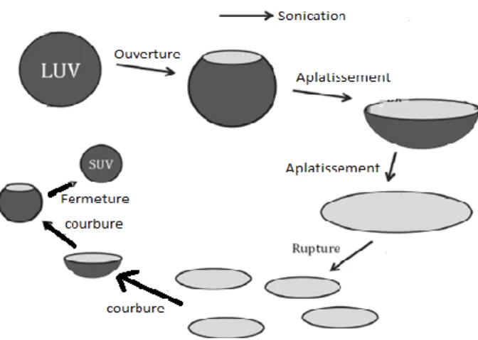 Figure 8. Formation de liposome SUV par sonication.  (14) 