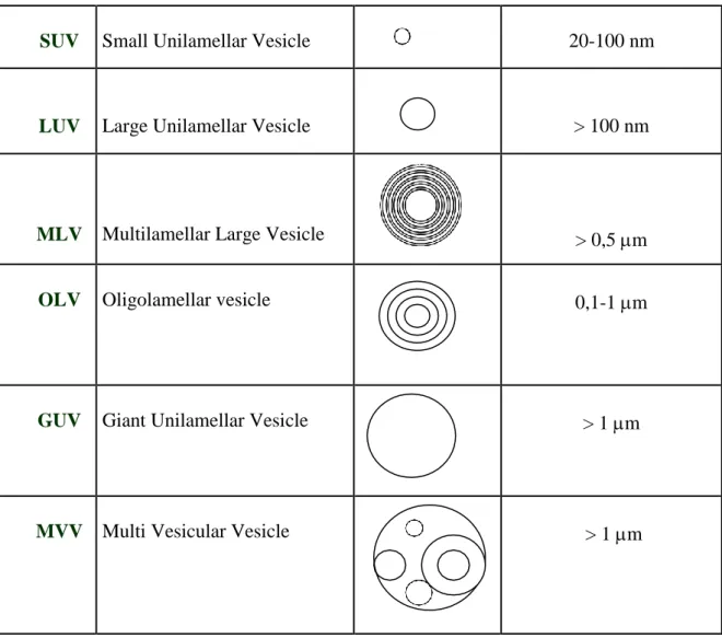 Tableau 3 : la classification des liposomes selon leur taille et lamellarité.  (15)
