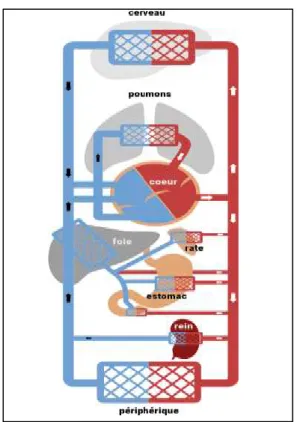 Figure 1: Schéma simplifié de l'appareil circulatoire. 