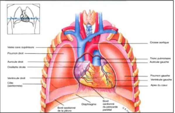 Figure 2: Position du cœur et des vaisseaux sanguins associés au niveau de la cage thoracique (2)