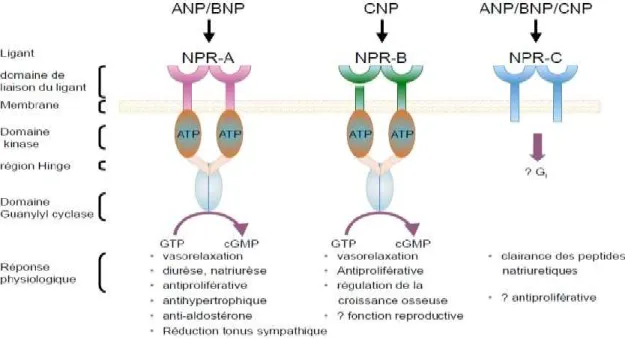 Figure 8: Les différents récepteurs aux NPs et leur rôle (35). 
