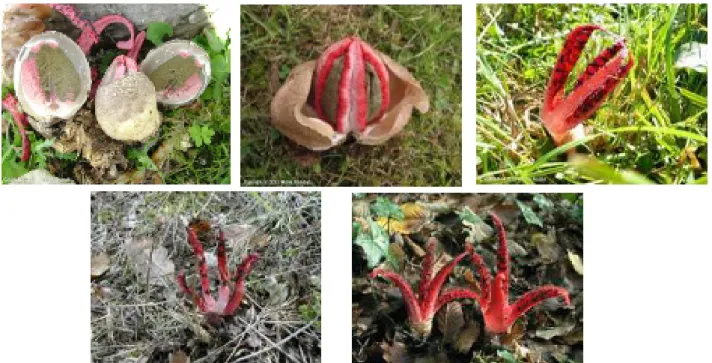 Figure 4 : Étapes de développement de Clathrus archeri (Google, 2019)