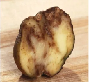 Figure 5 : Tubercule atteint par  Phytophthora infestans (Google, 2019)