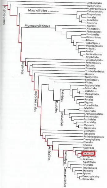 Figure 1 : Le cladogramme des Angiospermes  Source : (Dupont et Guignard 2015) 