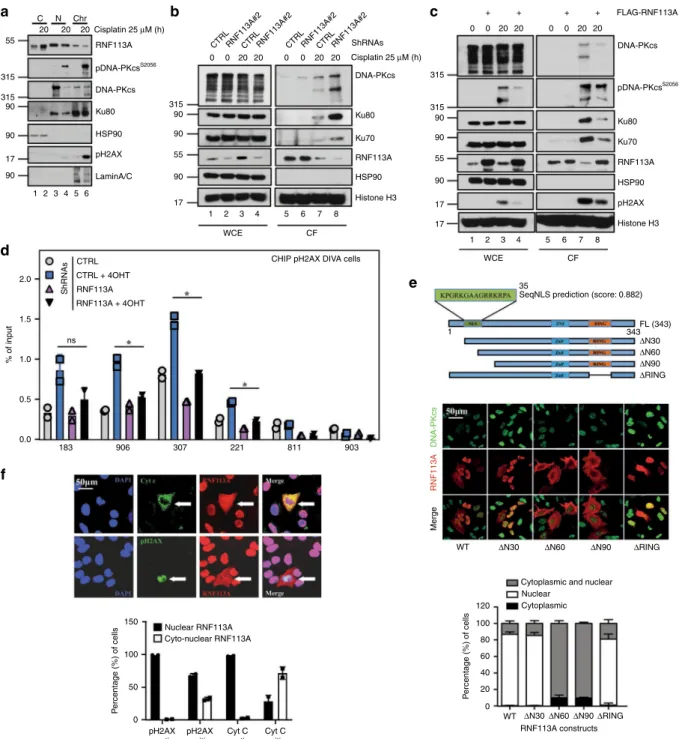 Fig. 3 RNF113A is recruited on DNA damage-induced foci. a RNF113A is in both the cytoplasm and the nucleus