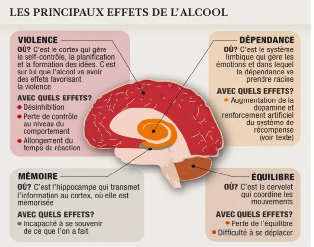 Figure 10 : Schéma des effets de l’alcool sur le cerveau 