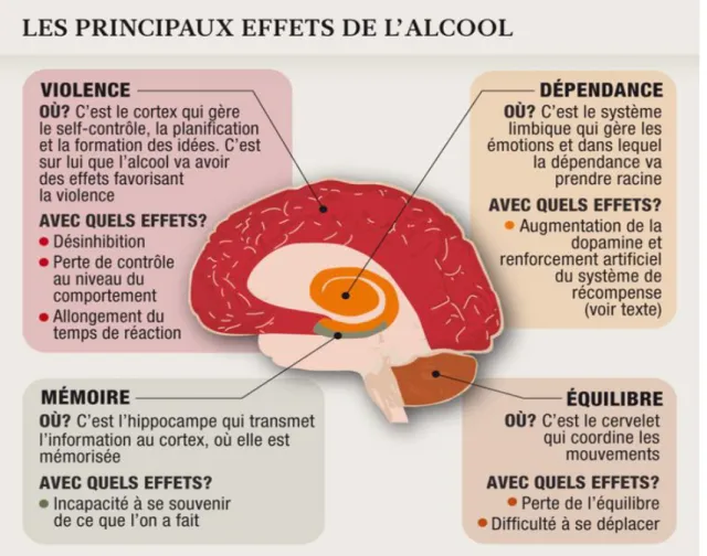 Figure 10 : Schéma des effets de l’alcool sur le cerveau 