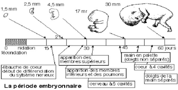 Fig. 5 : Chronologie de l’organogenèse pendant la période embryonnaire 