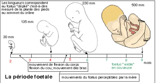 Fig. 6 : Chronologie de l’organogenèse pendant la fœtale 