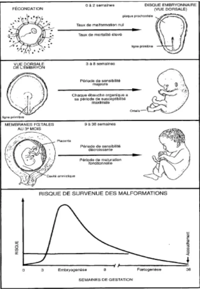 Fig. 7 : Période de sensibilité aux agents tératogènes  (Livre : 8 e édition  Embryologie médicale de Sadler et Langman)