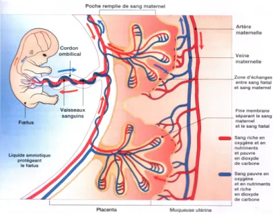 Fig. 9 : L’ensemble des vaisseaux du cordon ombilical 