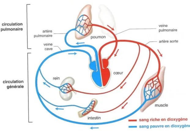 Figure 1 : Le système circulatoire 1