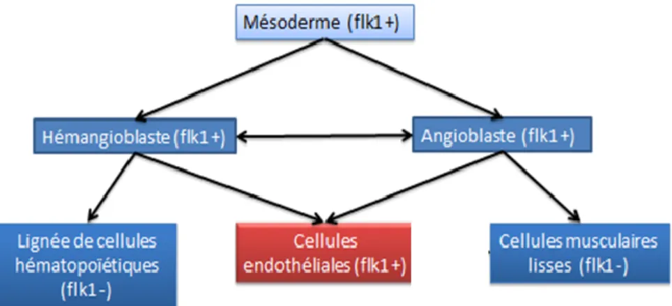 Figure 4 : Différenciation des cellules endothéliales 16 17