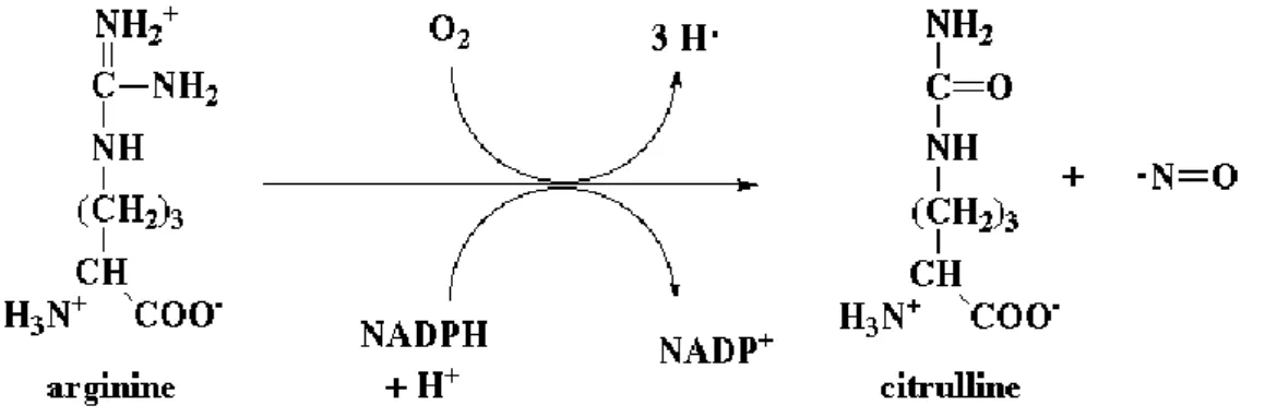Figure 5 : Oxydation de l’arginine par la NO-Synthase