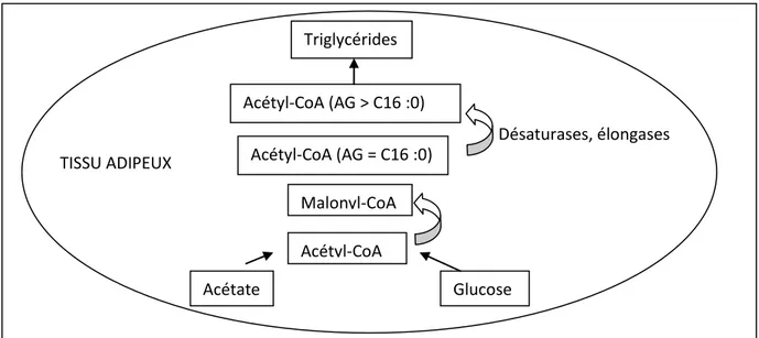 Figure 13 : Représentation de la lipogenèse de novo chez le ruminant (Chillard, 1993) 