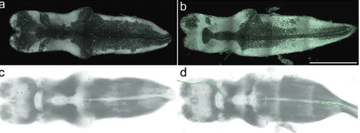Fig. 2 NF45 Xenopus laevis whole-brain immunolabeling and imaging. Single confocal plane of a NF45 control  brain (a) or treated with 5 nM T 3  (b) stained with DiD (gray), immunolabeled for pH 3 (green)