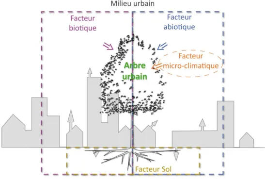 Figure 1 : Influence du milieu urbain sur l’arbre (Paillat, 2013) 