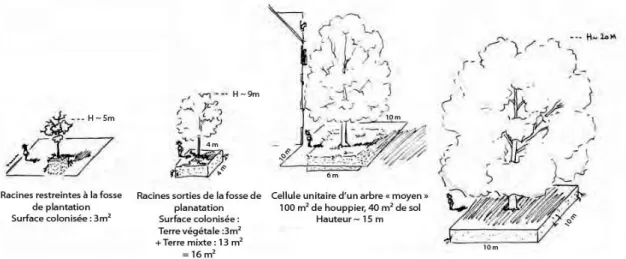 Figure 8 : Accroissement d’une racine de  platane à Angers le long d’une bordure  béton, provoquant sa déformation
