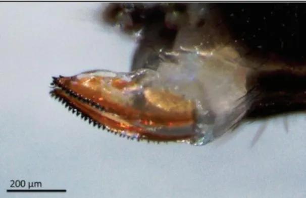 Figure 2 : Ovipositeur de Drosophila suzukii femelle (Poyet, 2014) 