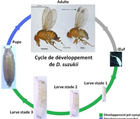 Figure 3 : Cycle de développement de D. suzukii (Lamy, 2013) 