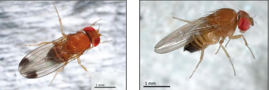 Figure 6 : Drosophila suzukii, individus mâle (gauche) et femelle (droite) (Poyet, 2014) 