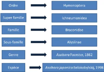 Figure 1 : Taxonomie de l'espèce Asobara japonica 