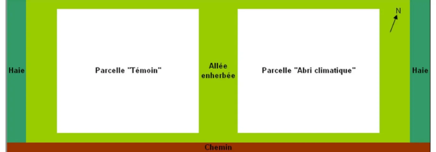 Figure 18 : Plan schématique de la parcelle expérimentale 